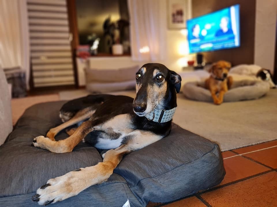 Chart Polski-Rüde Pelle